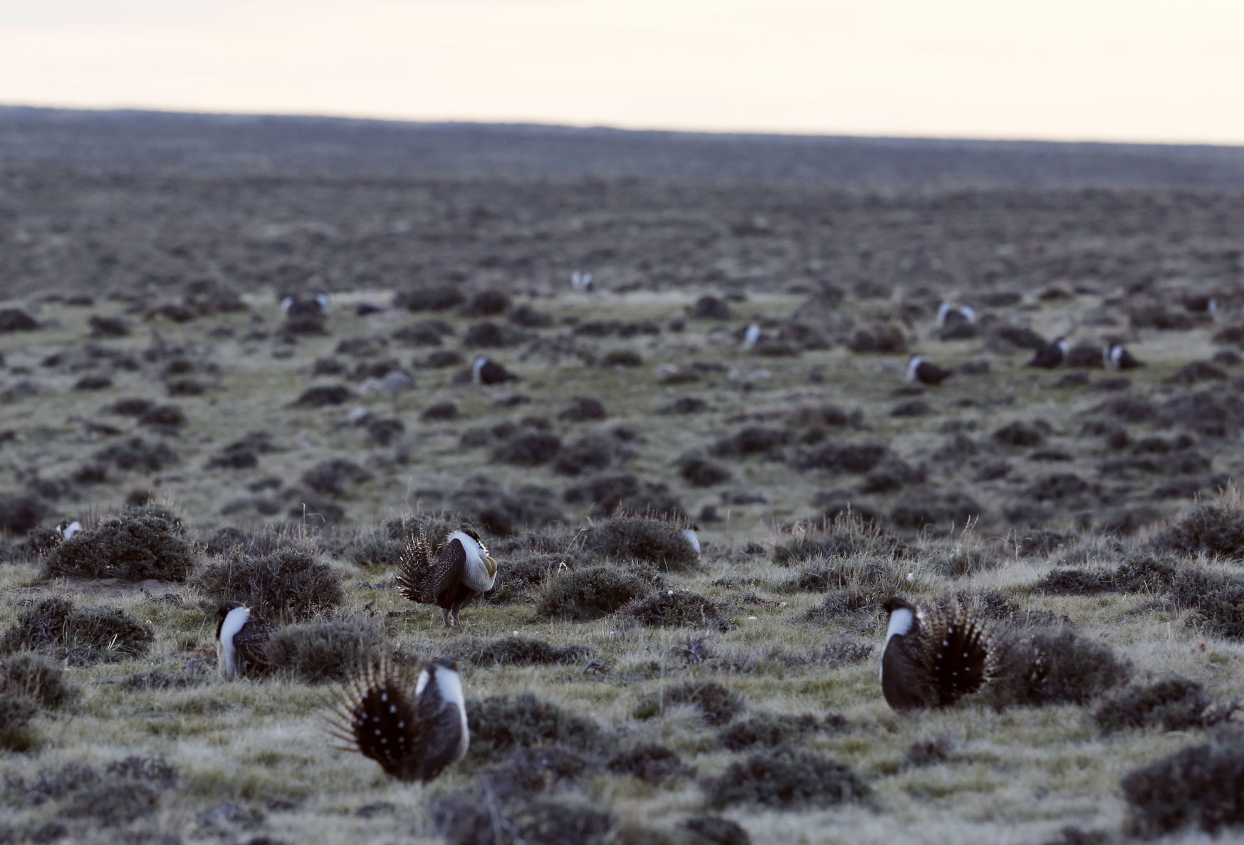 Sage Grouse